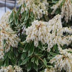 PIERIS JAPONICA Flaming Silver Japanese Andromeda in flower